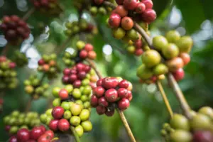organic coffee benefits