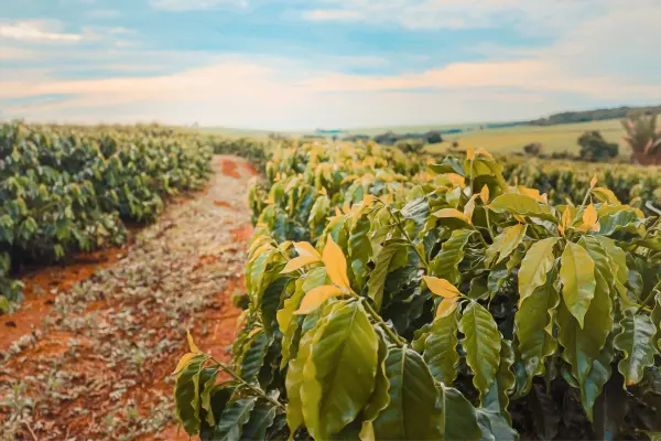 organic coffee benefits